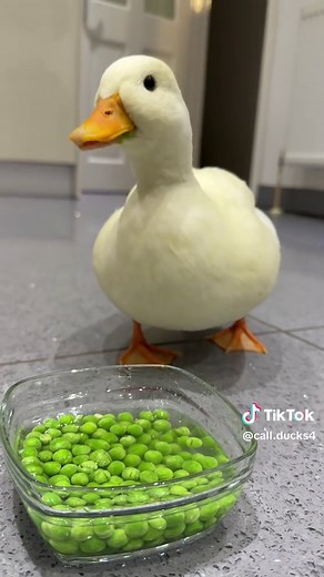 Adorable Call Ducks Enjoying Peas and Carrots