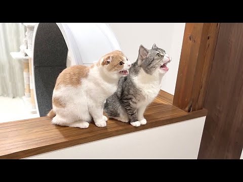夜中に猫たちが突然大騒ぎし始めたのでついて行ったらまさかの事態に…