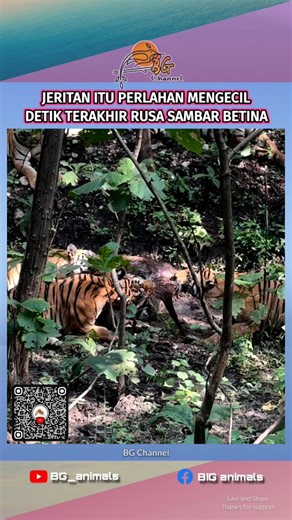 BG_Channel on Instagram: "Jeritan itu semakin mengecil, seolah pertanda bahwa hari itu adalah hari terakhir bagi rusa sambar betina! Follow @bg_animals Sebuah momen dramatis memperlihatkan seekor rusa sambar betina sedang menjadi mangsa bagi tiga ekor harimau (Panthera tigris), dan satu harimau lagi sedang bersantai memandangi ketiga harimau tersebut. Peristiwa ini menggambarkan proses alami dalam rantai makanan di alam liar, di mana predator puncak memainkan perannya untuk menjaga keseimbangan 