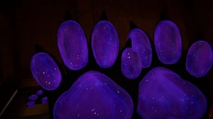 pawpads ASMR