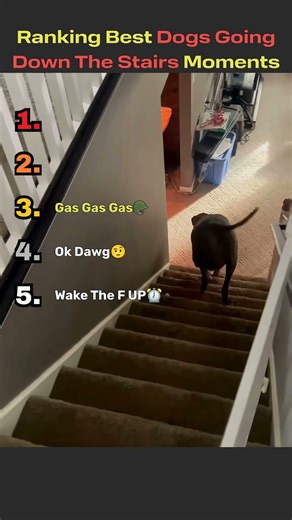 Best Funniest Dogs Going Down The Stairs Moments #viral #fails #funny #clips #dog