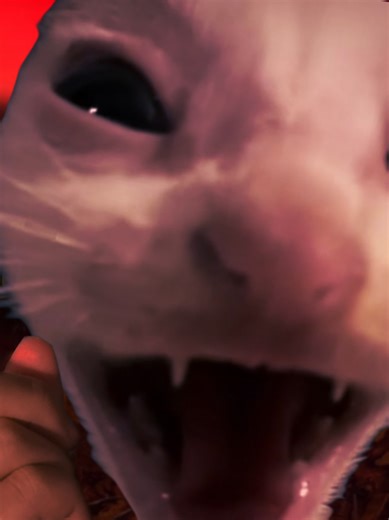 уверяю вас!!! #озвучка #щитпост #мем | funny memes