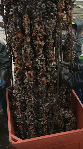 Ever wonder how mussels are harvested? #taylorshellfish #totteninlet #mussels #tidetotable #dirtyjob #fresh #seafood #sustainablefood #washington