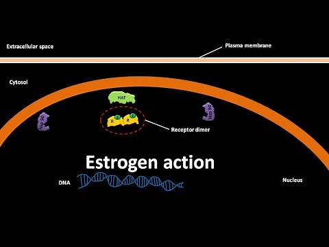 Estrogen action mechanism