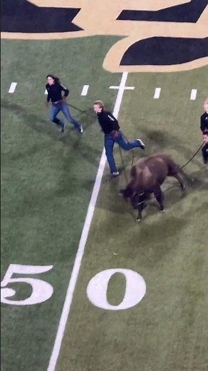 Ralphie the Buffalo Takes the Field 🦬🔥 | College Football Tradition
