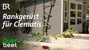Rankgerüst für Clematis An der Südwand des Gartenhauses im Querbeet-Garten sollen zwei Clematis hochklettern. Das schaffen sie aber nicht ohne Kletterhilfe. Sabrina baut sich das Gerüst selbst, aus langen Haselnussruten und kleinen Zweigen. Mehr im Video: | Querbeet