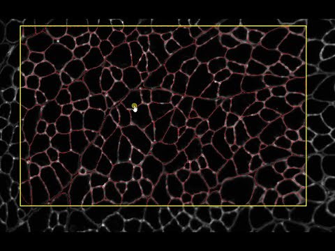 Cellpose installation for QuPath and Fiji