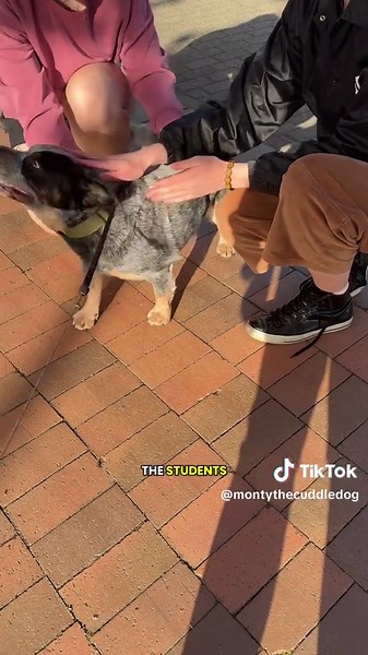 Monty's Recovery Journey: Adaptations in Dog Training