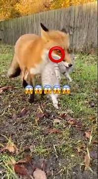 Fox Steals Prey — But Watch What the Cat Does Next!
