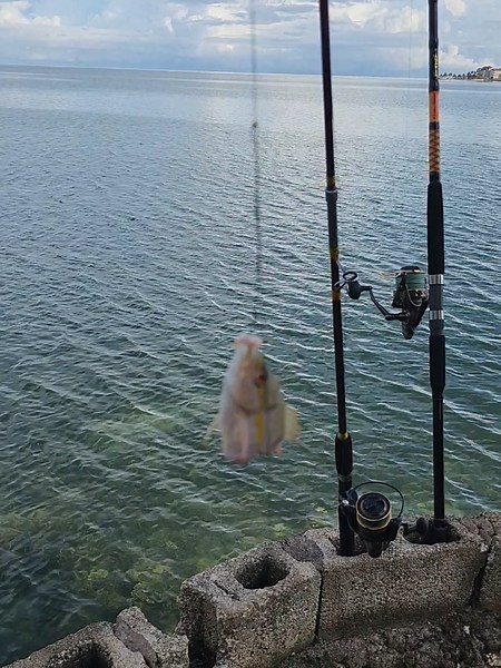 Barracuda Encounter: Fishing in Jamaica’s Montego Bay
