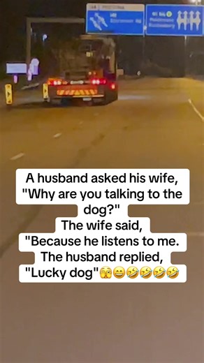 #creatorsearchinsights #fyp #viral | the dog