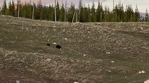 A tense and dramatic wildlife moment unfolds as a huge male grizzly bear charges after a female black bear and her cub. Raw survival instincts, heart-pounding speed, and the brutal reality of nature are on full display in this rare encounter. #GrizzlyBear #BlackBear #WildlifeDrama | Ellen Roman