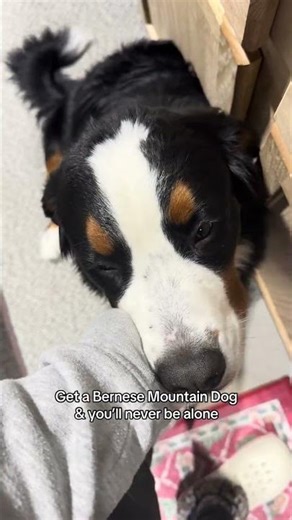Get a Bernese mountain dog and you’ll never be alone #bernesemountaindog #bernesepuppy