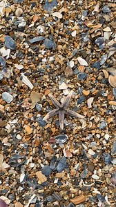 POV: You’re shelling on the Outer Banks 🐚🌊 If you’re planning an Outer Banks vacation this year, don’t forget to add shelling to your itinerary 🏖️ #outerbanks #obx #shelling #seashells #starfish | Joe Lamb Jr. & Associates