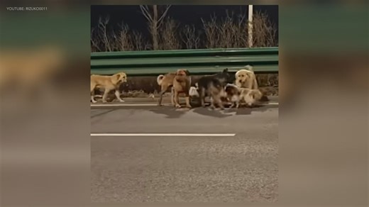 ‘A band of little brothers’: Video of dogs reportedly escaping China meat truck goes viral