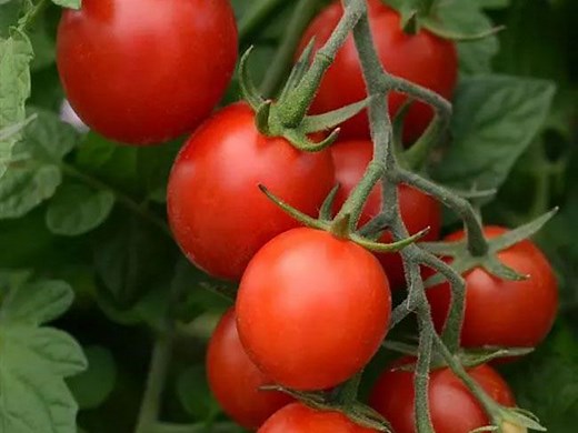 The Best Types Of Tomatoes To Grow In The South