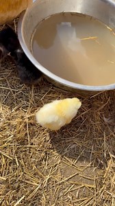 Buff Orpington has had chicks | Dr K Boogie Woogie