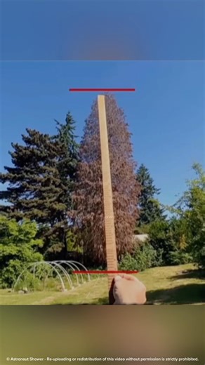 A Stick Can Measure Any Tree’s Height! | #shorts