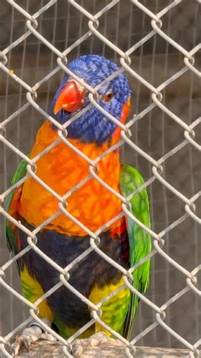 Amazing Birds of Nature 🐦 | Beautiful Bird Moments in 4K Wildlife”