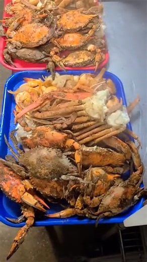 All You Can Eat Daily Special! Crabs $35, w/ Shrimp $45, w/ Snow Crabs & Shrimp $55 | Maryland Blue Crab House