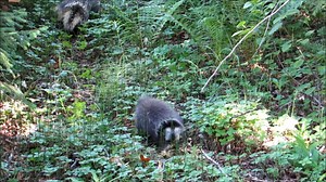 Baby porcupine nursing