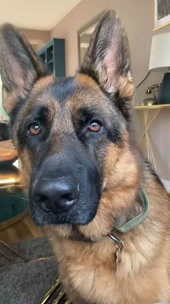 Cooper the German shepherd funny moments you’ll love