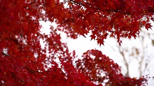Download Red Maple Leaves for free