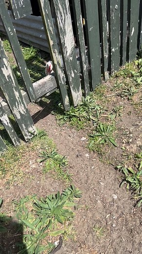 Zasha on Instagram: "Laurie Strode sneaks in to steal the egg"