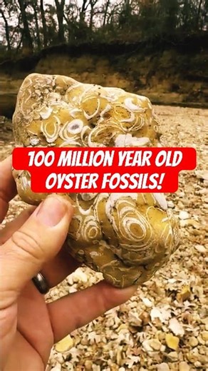 Oyster Hash FOSSIL Shows What Texas Really Looked Like 100 MILLION years ago#fossil #geology #shorts