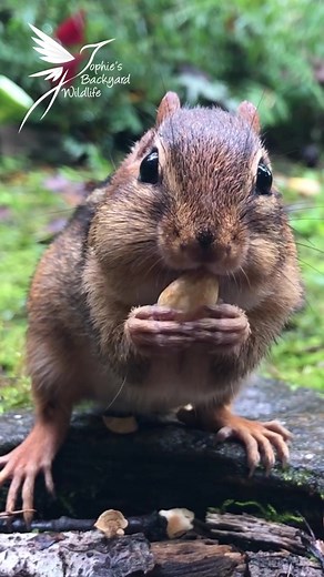 246K views · 1.9K reactions | Cute chipmunk eats a peanut! | Sophie's backyard wildlife | Facebook