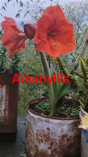 best fertilizer for amaryllis#flowers