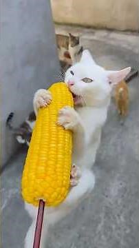 Cats Who Live to Eat 😻 Funniest Food Moments!