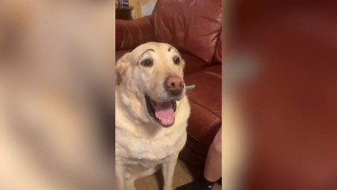 Funny Dog Video Compilation