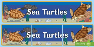 Sea Turtles Display Banner