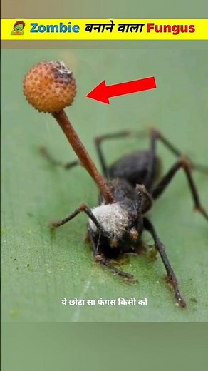 This Fungus Makes Zombie🧟 #shorts #zombiefungus #4ufacts