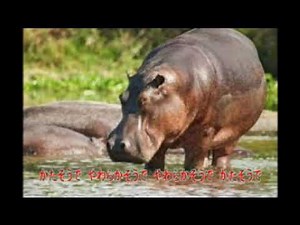 【童謡】おーい かばくん(60分歌ありversion)【Nursery rhyme】Hey Kaba-kun (version with 60 minutes song)