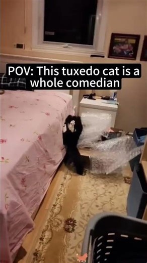 Why are tuxedo cats so chaotic and cute?😅🤪#cat# tuxedo cat#funnycats #fyp #foryou #viral