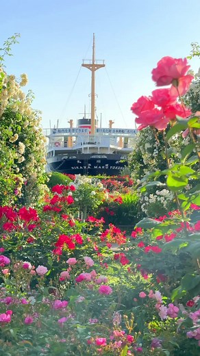 横浜山下公園のバラ 📲2024/05/17 Rose garden im Yamashita Park in Yokohama #japan #花 #flower #バラ #rose