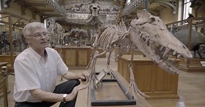 When Whales Walked: Journeys in Deep Time