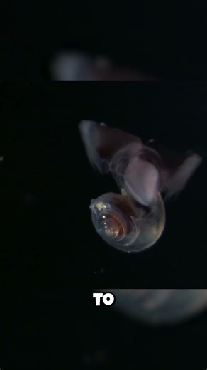 Tiny Shells Facing a GLOBAL Threat?! 😥