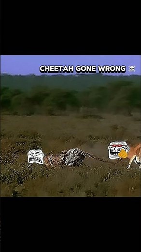 Cheetah vs Impaala 🔥🗿🍷 #wildlife #animals #cheetah