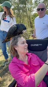 7.2K views · 195 reactions | The Black Cockatoo Conservation Experience ♥️  Caring for Australia’s rarest Black Cockatoos 﫶  Creating an insurance population for Australia  EXTINCTION date 2043 梁 Visit the Birds and support conserviation Western Sydney for now, eventually Bargo. www.FeatheredFriends.com.au . . . #bird #birds #parrot #cockatoo #blackcockatoo #parrots | Feathered Friends | Facebook