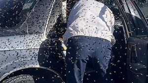 About 15,000 bees swarm car in grocery store parking lot