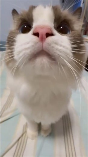 💥 Mr. Boom 💣 💥/cat meowing #cat #boom #funny #meowing #meow #kitten #catfunnyvideo #shorts