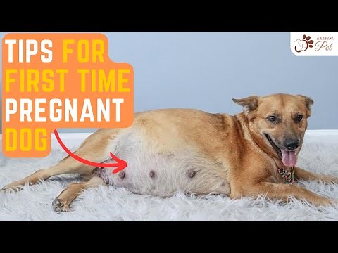 Helpful Tips for First Time Pregnant Dog