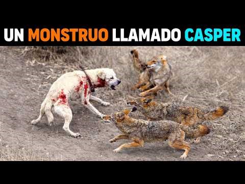 🚨 CASPER - The MONSTER dog who faced 11 COYOTES alone