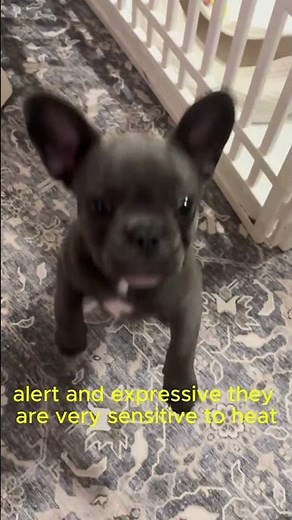 10 Facts About the French Bulldog #pets #FrenchBulldog #DogFacts #CuteDogs #Pets