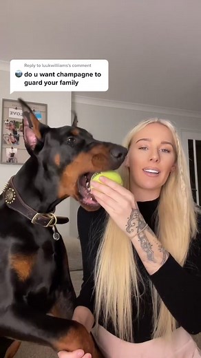 Champion Doberman Protection Training Q&A