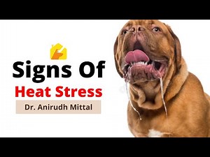 Signs Of Heat Stress In Dogs | Dogs Heatstroke Signs | Dr. Anirudh Mittal | @Pupkitt Pet Care
