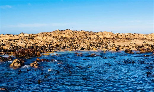 Discover the Most Shark-Infested Beaches on Earth